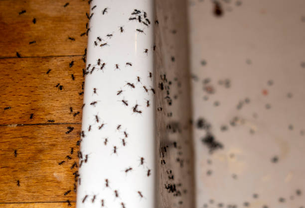 Best Flea Control Services  in Lisbon Falls, ME